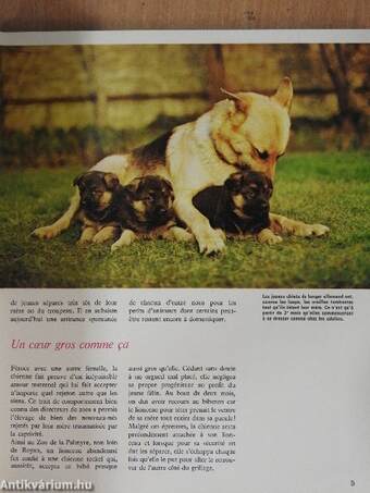 Les Animaux et leurs petits