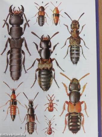 Guide des Insectes