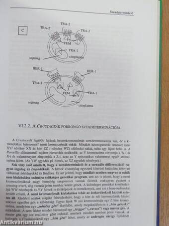 Fejlődésbiológia II.