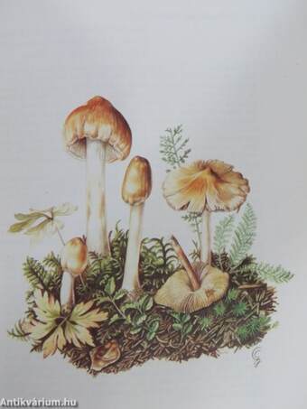 Pilze Mitteleuropas