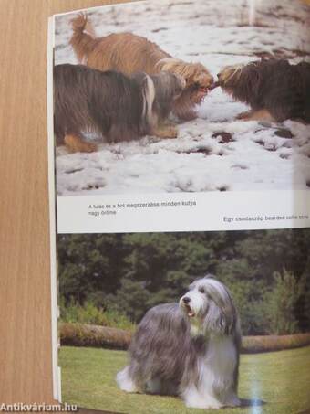 A bobtail és a bearded collie