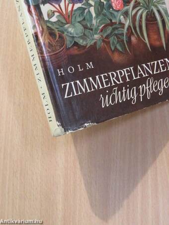 Zimmerpflanzen richtig pflegen