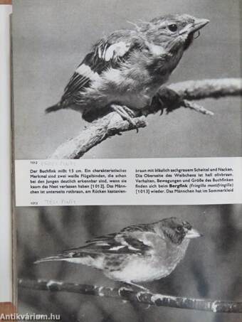 Das Grosse Bilderlexikon der Vögel