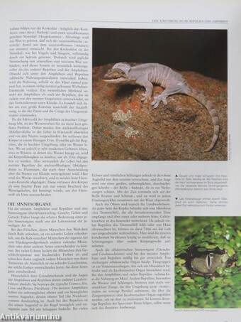 Enzyklopädie der Reptilien & Amphibien