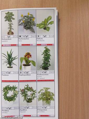 Potplanten/Pot Plants/Topfpflanzen/Plantes en pot/Piante da vaso/Planta en particular 1999/2000