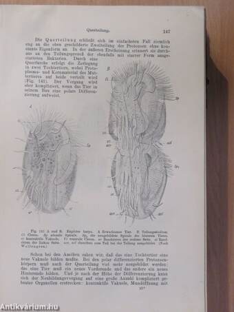 Lehrbuch der Protozoenkunde (rossz állapotú)