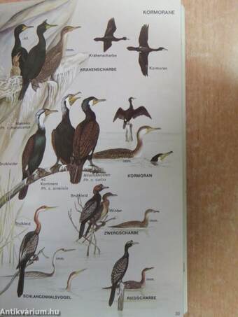 Pareys Vogelbuch