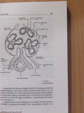 Nephrologia