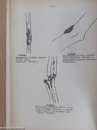 Pamutipar 1964/1-12.