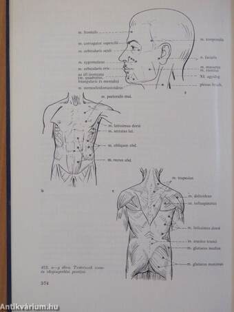 A klinikai neurológia alapjai