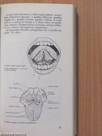 A gyakorló orvos fül-orr-gégészete