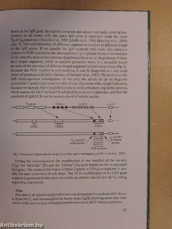 The Etiological Role of Hepatitis C Virus in Lymphomagenesis