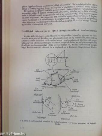 Az állatok viselkedésének mechanizmusai