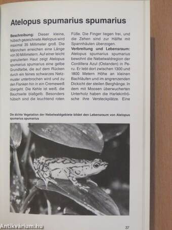 Harlekinfrösche der Gattung Atelopus