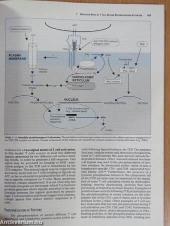 Cellular and molecular immunology