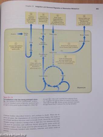 Lehninger Principles of Biochemistry - CD-vel