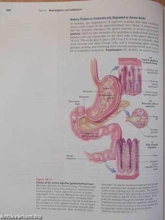 Lehninger Principles of Biochemistry - CD-vel