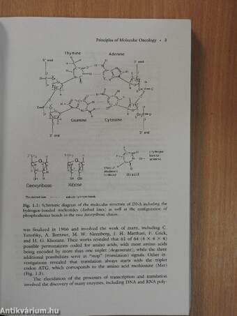 Molecular Basis of Oncology