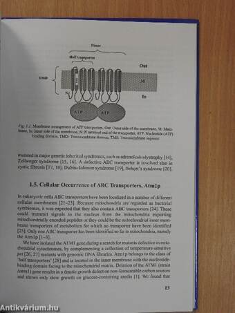 Human Mitochondrial ATP Binding Cassette Transporter