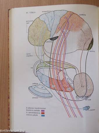 Neurológia, neuropszichológia