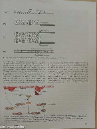 Hematology 2014