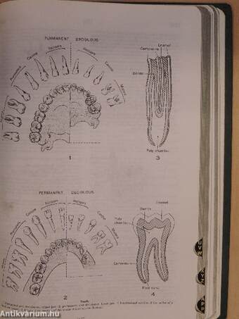 Stedman's Medical Dictionary