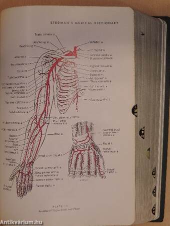 Stedman's Medical Dictionary