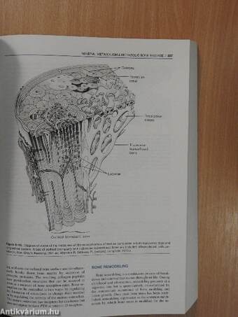 Basic & Clinical Endocrinology