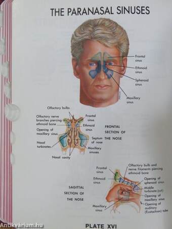 Dorland's Pocket Medical Dictionary