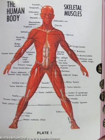 Dorland's Pocket Medical Dictionary