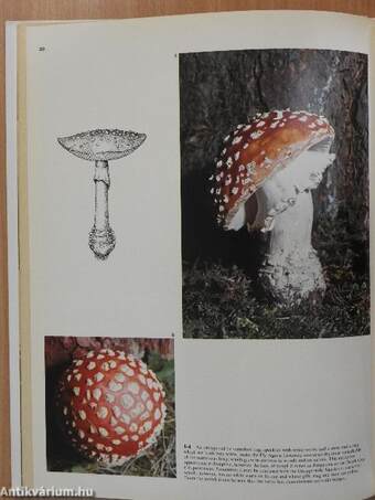 Mushrooms and Toadstools