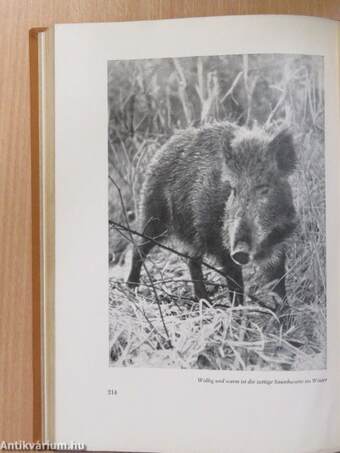 Wildtiere unter Menschen