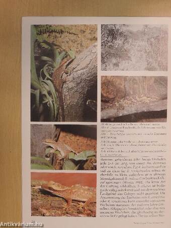 Herpetofauna Februar-Dezember 1985.