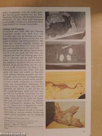 Herpetofauna Februar-Dezember 1988.