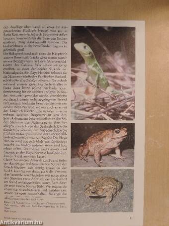 Herpetofauna Februar-Dezember 1986.