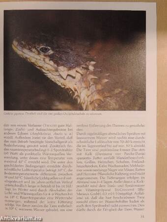 Herpetofauna Februar-Dezember 1987.