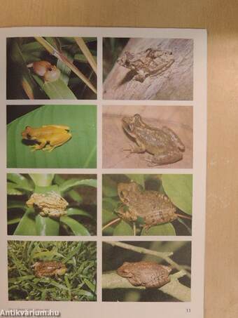 Herpetofauna Februar-Dezember 1987.