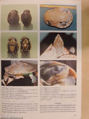 Herpetofauna Februar-Dezember 1995.