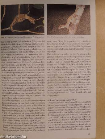 Herpetofauna Februar-Dezember 1995.