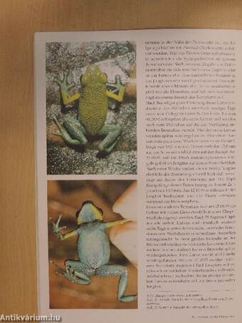 Herpetofauna Februar-Dezember 1996.