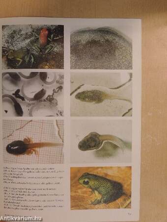 Herpetofauna Februar-Dezember 1996.