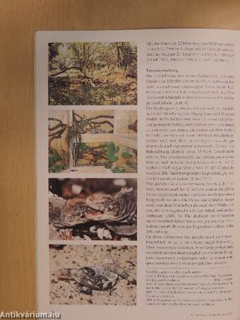 Herpetofauna Februar-Dezember 1997.