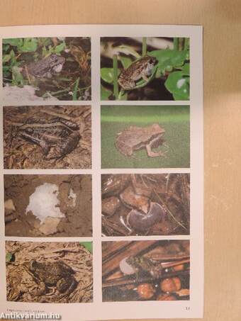 Herpetofauna Februar-Dezember 1997.