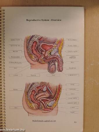 The Reproductive System