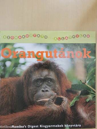 Orangutánok