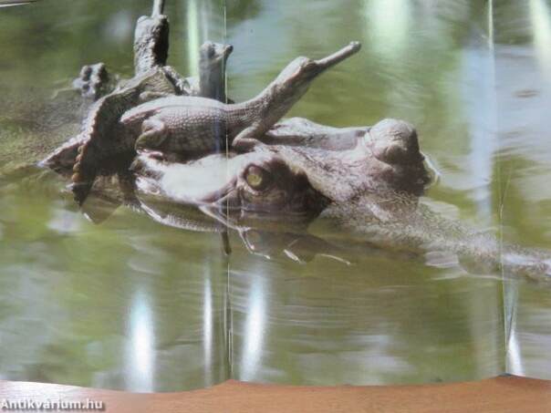 Indian Wildlife