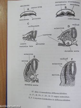 Fejlődésbiológia I.