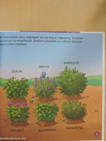 Aromás zöldfűszerek