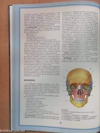 Funkcionális anatómia