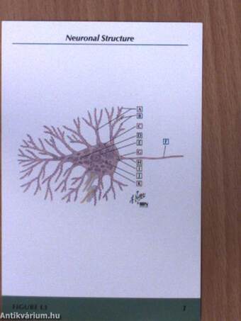 Netter's Neuroscience Flash Cards - kártya